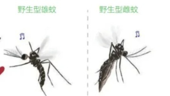 耳背的蚊子“注孤生”？| 科學(xué)世界
