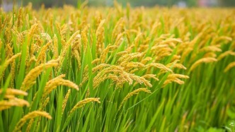 农业农村部：2025年我国农作物自主选育品种面积占比超过95%