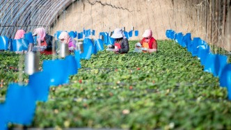 农业农村部：将把常态化帮扶纳入乡村振兴战略统筹实施