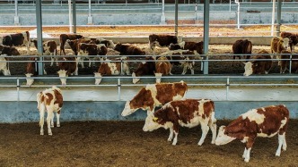 农业农村部：肉牛养殖已连续9个月保持盈利，奶牛养殖亏损面已连续9个月收窄