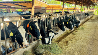 經(jīng)過紓困政策幫扶肉牛奶牛產(chǎn)業(yè)發(fā)展情況如何？農(nóng)業(yè)農(nóng)村部回應(yīng)