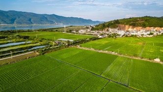 農(nóng)業(yè)農(nóng)村部：綠色、有機(jī)、名特優(yōu)新和地理標(biāo)志農(nóng)產(chǎn)品總數(shù)超過8.8萬個