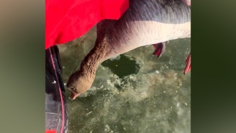 灰雁冻在冰面上无法脱困，救援队员凿冰救出