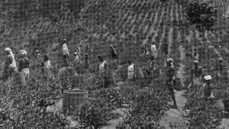 《世界文明中的作物迁徙》：作物迁徙在人类文明互动中的作用