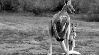 體重500斤的古巨袋鼠想跳就能跳