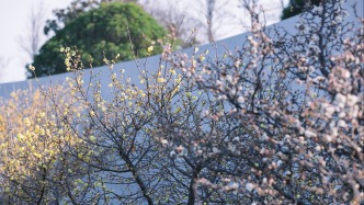 蠟梅晚來、梅花早開，冬日申城現(xiàn)“雙梅同放”罕見景象