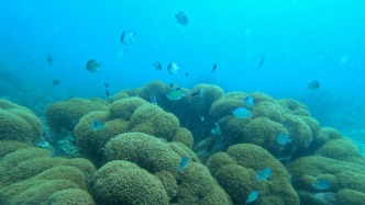 交出亮眼生態(tài)成績單，中印尼攜手共筑海底樂園