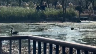 寵物犬跳進(jìn)湖里咬死黑天鵝，“寵物友好”酒店：犬只是住客的，會加強(qiáng)巡查