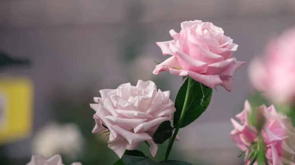 “娇龙”月季，正式命名