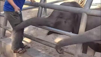 西雙版納野生動(dòng)物園回應(yīng)飼養(yǎng)員打小象：已嚴(yán)肅批評(píng)，深表歉意