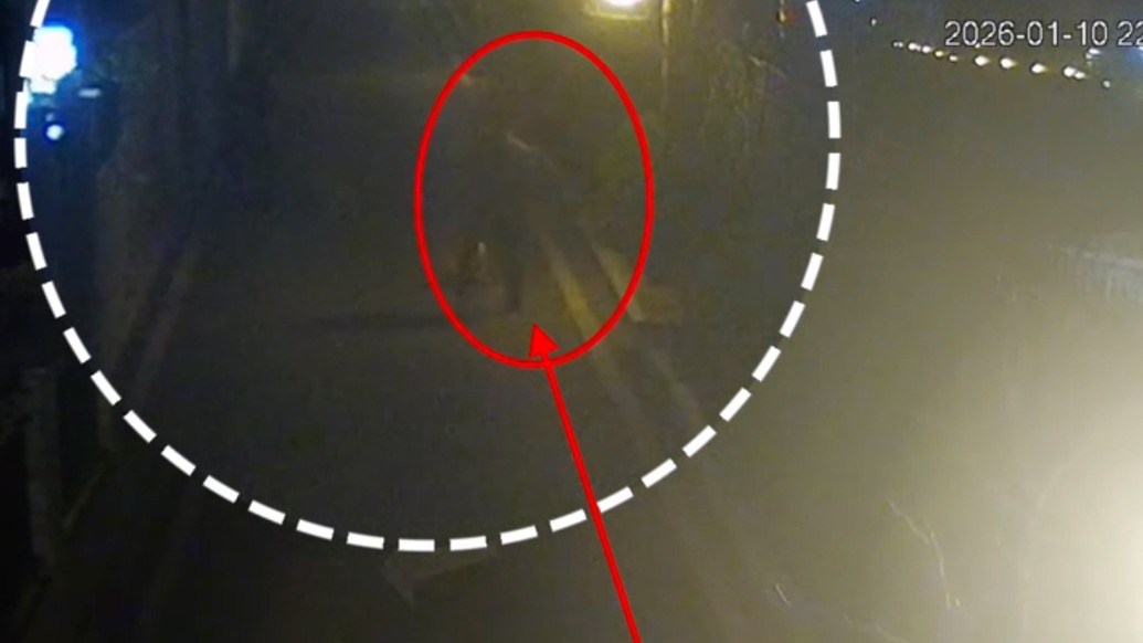 警方通报未牵绳遛狗引发冲突，当事人：对方直接殴打头部