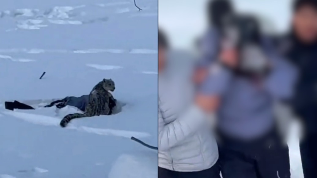 新疆可可托海景区附近发生雪豹伤人事件,应急部门派员现场处理,景区回应目前正常营业