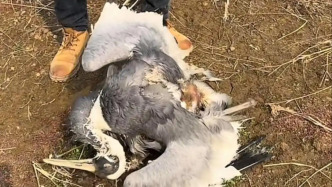 江西多地征集獵捕野生鳥類線索，此前鄱陽湖兩月內(nèi)發(fā)生兩起毒鳥案