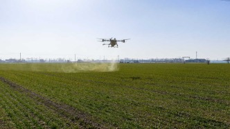 受天氣影響冬小麥晚弱苗比例較常年偏高，央媒：苗情如何追回