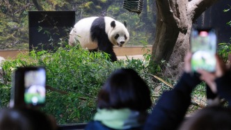 最后一天“打卡上班”，旅日大熊貓“曉曉”和“蕾蕾”后天回國