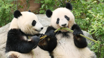 全球前瞻｜芬蘭總理開啟訪華行程，旅日大熊貓“曉曉”“蕾蕾明日回國