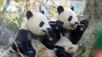 大熊貓“曉曉”和“蕾蕾”今日中午從日本啟程返回中國