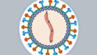 上海疾控：尼帕病毒在我國形成傳播的風(fēng)險較低，個人防護做好三點