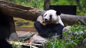 旅日雙胞胎大熊貓幼崽“曉曉”和“蕾蕾”平安接返回國