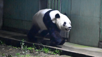 歡迎回家！旅日大熊貓“曉曉”“蕾蕾”入住熊貓中心雅安基地
