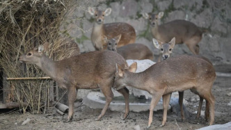 關(guān)乎物種存續(xù)，10只“鹿中大熊貓”從上海出發(fā)旅居寧波