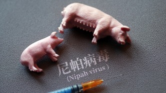 开麦丨无药可医，传播玄学？尼帕病毒究竟有多“bug”？