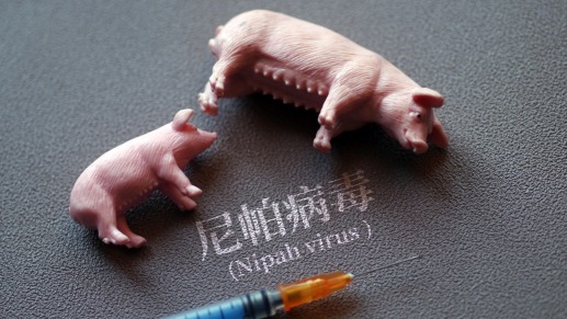 开麦丨无药可医，传播玄学？尼帕病毒究竟有多“bug”？