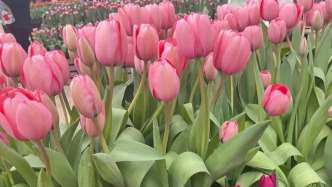 人气爆棚，上海市中心年宵花市将推迟至2月9日闭市