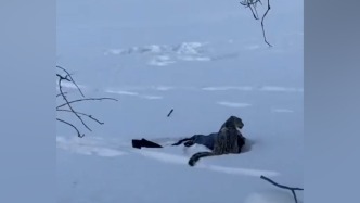 新疆富蘊(yùn)縣：一雪豹咬死牧民35只羊“被捕”，初判為此前咬傷滑雪游客的雪豹