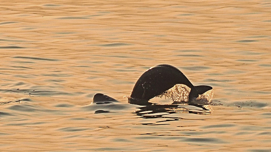 长江流域禁渔以来鱼类增加43种，长江江豚增加177头至1426头