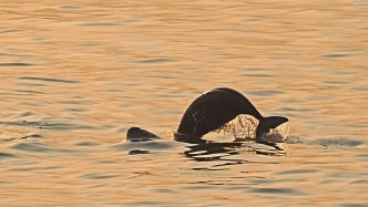 长江流域禁渔以来鱼类增加43种，长江江豚增加177头至1426头