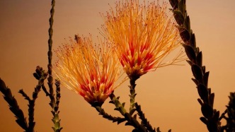 专业组 | 2025年IPA国际摄影大奖赛（艺术类）获奖作品公布（下）