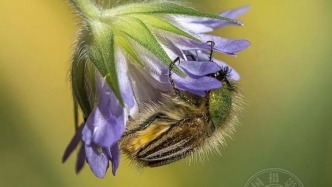 揭晓 | 2025年波黑第8届概念数码照片国际摄影展（自然组）获奖公布