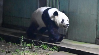 一周圖片｜旅日大熊貓曉曉蕾蕾回到家鄉(xiāng)四川，黃金價格大跳水