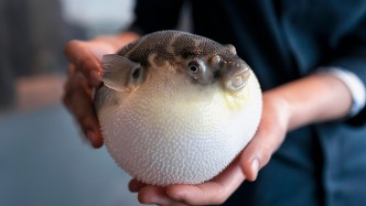 珠海一餐厅销售来源不明的河豚致2人中毒，被追究刑事责任