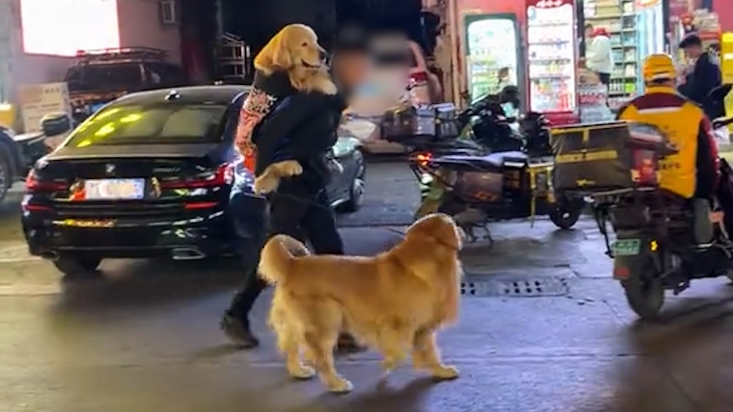 大理一餐廳兩只網(wǎng)紅金毛犬身亡，餐廳老板：疑似有人投毒