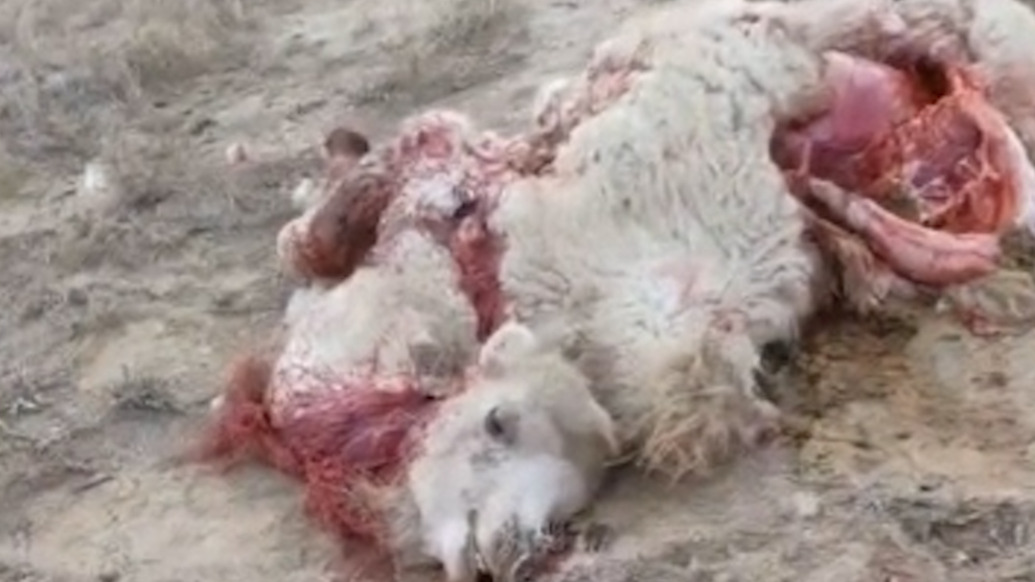 牧民稱(chēng)3年22頭駱駝被狼咬死盼補(bǔ)償，林草部門(mén)回應(yīng)正處理