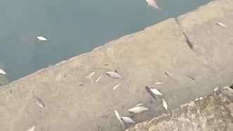 水池漂浮大量死魚，宜賓李莊度假區(qū)：水體治理，更換魚種
