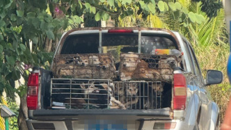 狗販子抓流浪狗賣？瓊海市農(nóng)業(yè)局：收到舉報(bào)，巡查暫未發(fā)現(xiàn)相關(guān)車輛