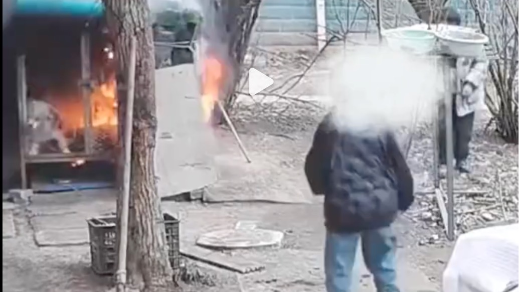 宠物狗被两男孩意外烧死,警方:狗主拒绝6000元“私了”