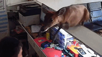 四川一手機(jī)店遭鹿闖入，老板以為是發(fā)瘋惡犬嚇得跳上柜臺(tái)