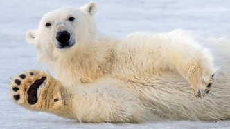 图说｜海冰消融，北极熊逆势“发福”，是喜是忧？