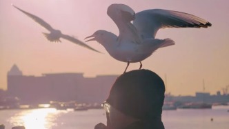 為什么青島的海鷗，喜歡站在人的頭上？