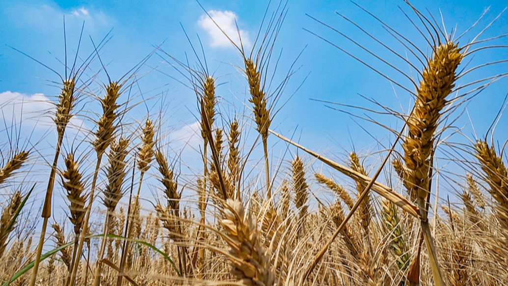 2025年我國糧食總產(chǎn)和單產(chǎn)均創(chuàng)歷史新高