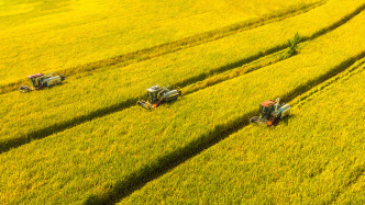 新华社权威速览丨中央一号文件划重点，2026年“三农”工作这么干