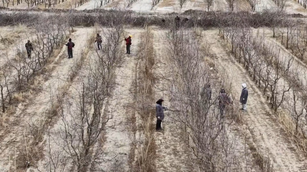 大美中國丨新疆若羌:20多萬畝“冬眠”紅棗林修剪正當(dāng)時(shí)