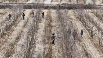 大美中國丨新疆若羌：20多萬畝“冬眠”紅棗林修剪正當(dāng)時