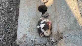 路邊排水管道傳來動(dòng)物叫聲？游客報(bào)警，昆明消防救出保護(hù)動(dòng)物鼬獾 