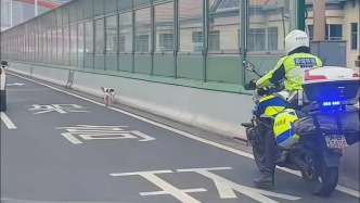上海高架溫情一幕：兩只流浪小狗誤闖，交警騎車在后細(xì)心“護(hù)送”