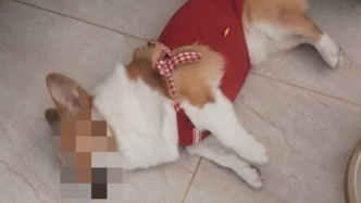 广州一男子投放鼠药毒死多只宠物狗，一审被判一年十个月